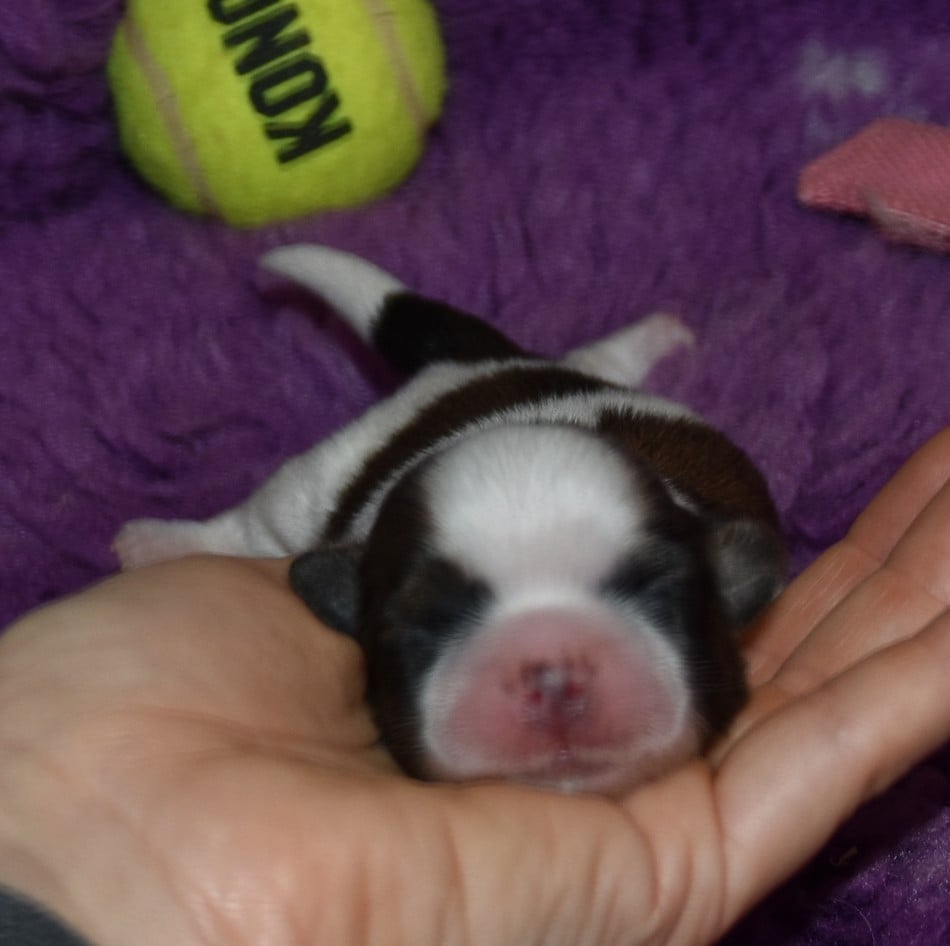 CHIOT 5 A.ppi de la maison du ryez