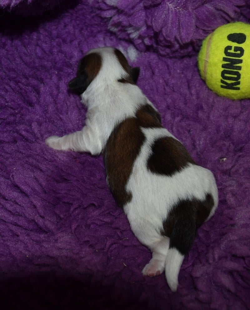 CHIOT 5 A.ppi de la maison du ryez