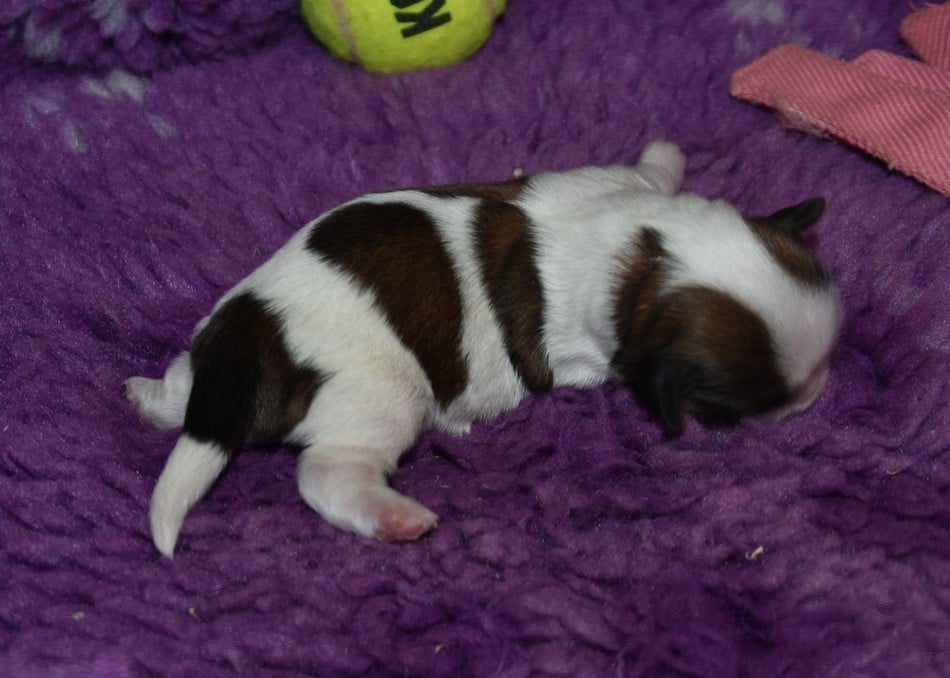 CHIOT 5 A.ppi de la maison du ryez