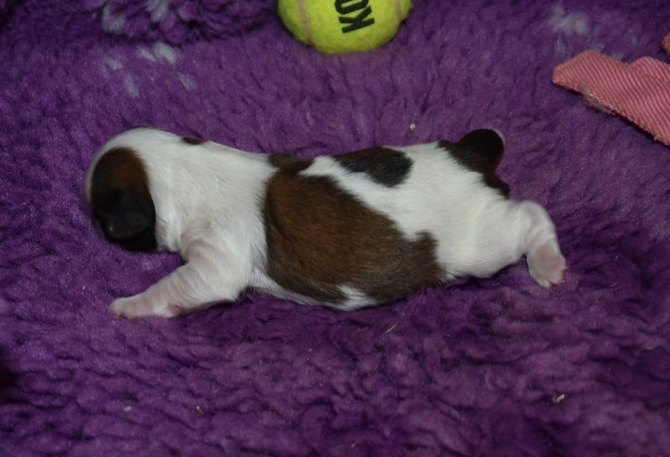 CHIOT 5 A.ppi de la maison du ryez