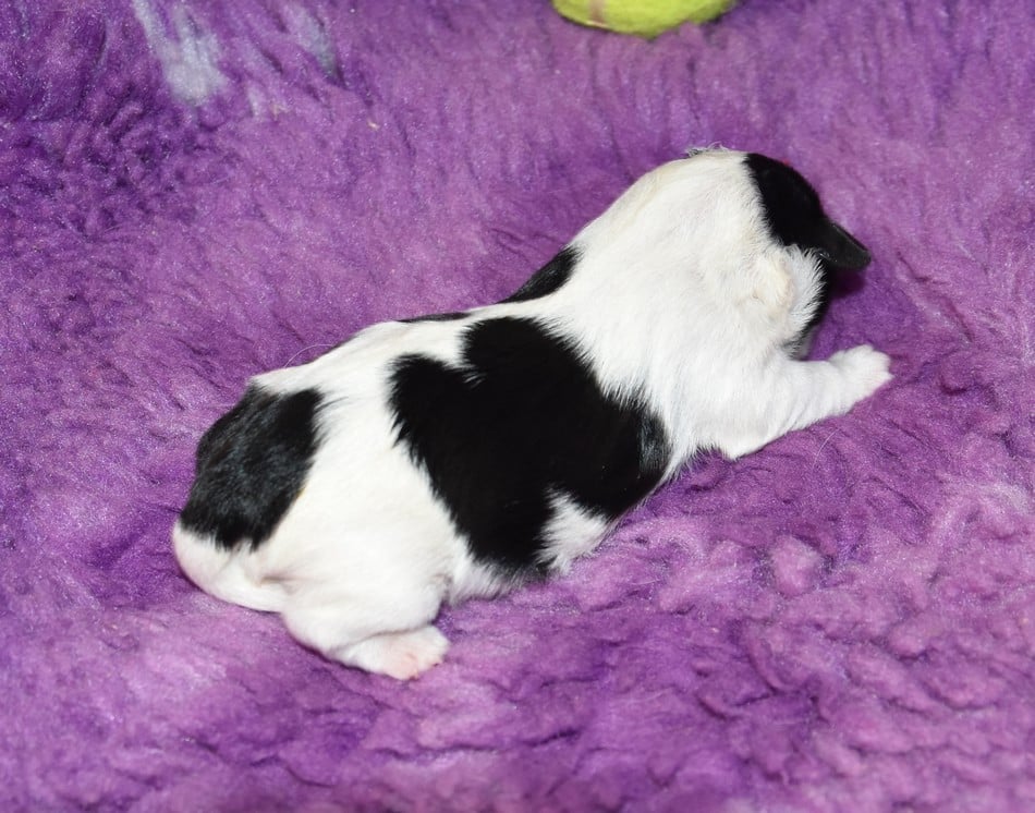 CHIOT 1 A............ de la maison du ryez