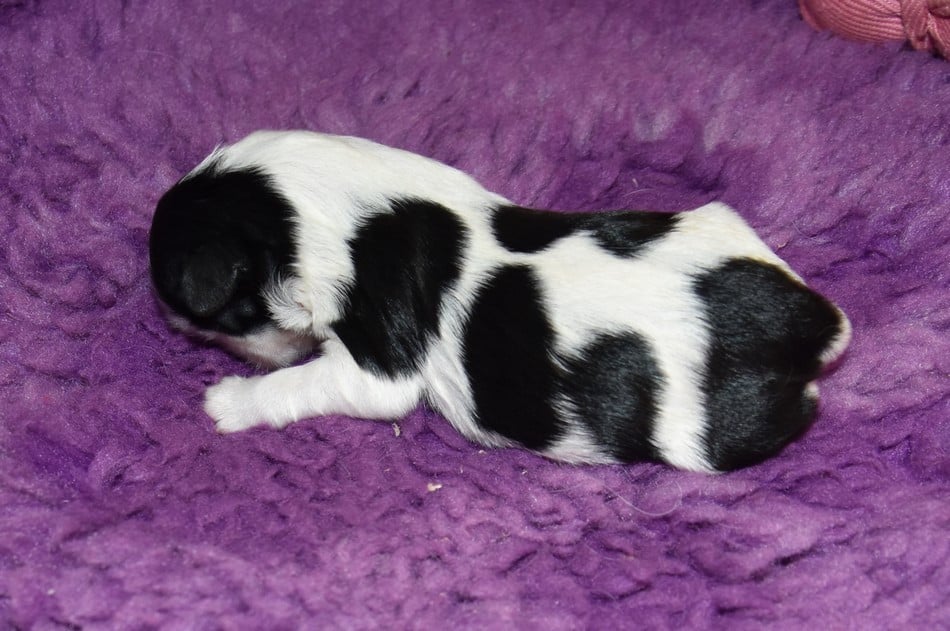 CHIOT 1 A............ de la maison du ryez