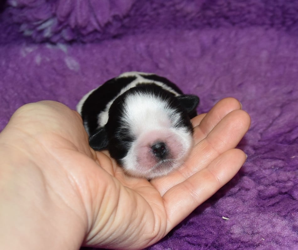 CHIOT 1 A............ de la maison du ryez