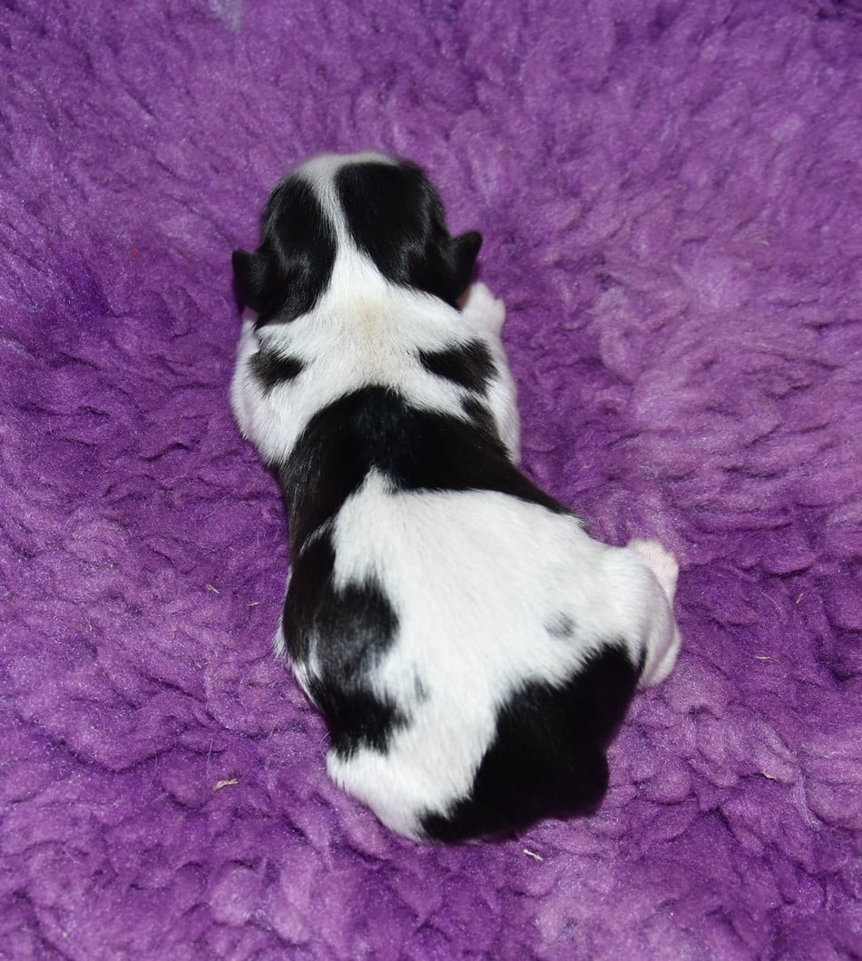 CHIOT 2 A........... de la maison du ryez