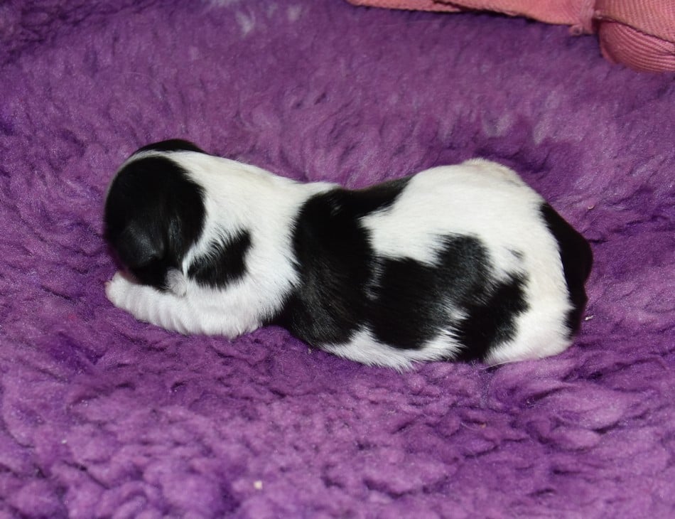 CHIOT 2 A........... de la maison du ryez