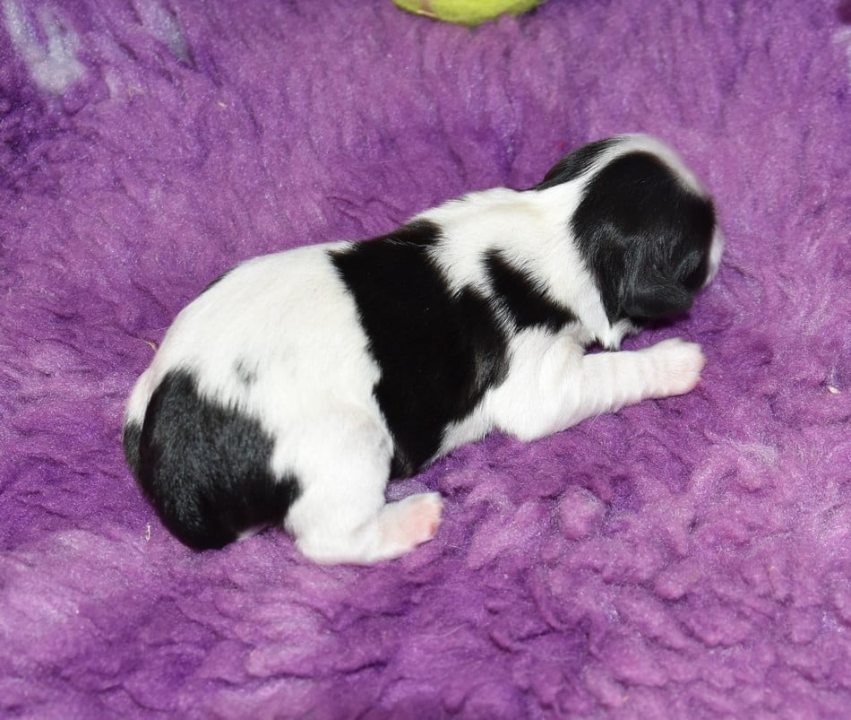 CHIOT 2 A........... de la maison du ryez