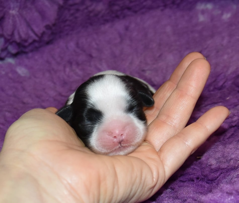 CHIOT 2 A........... de la maison du ryez