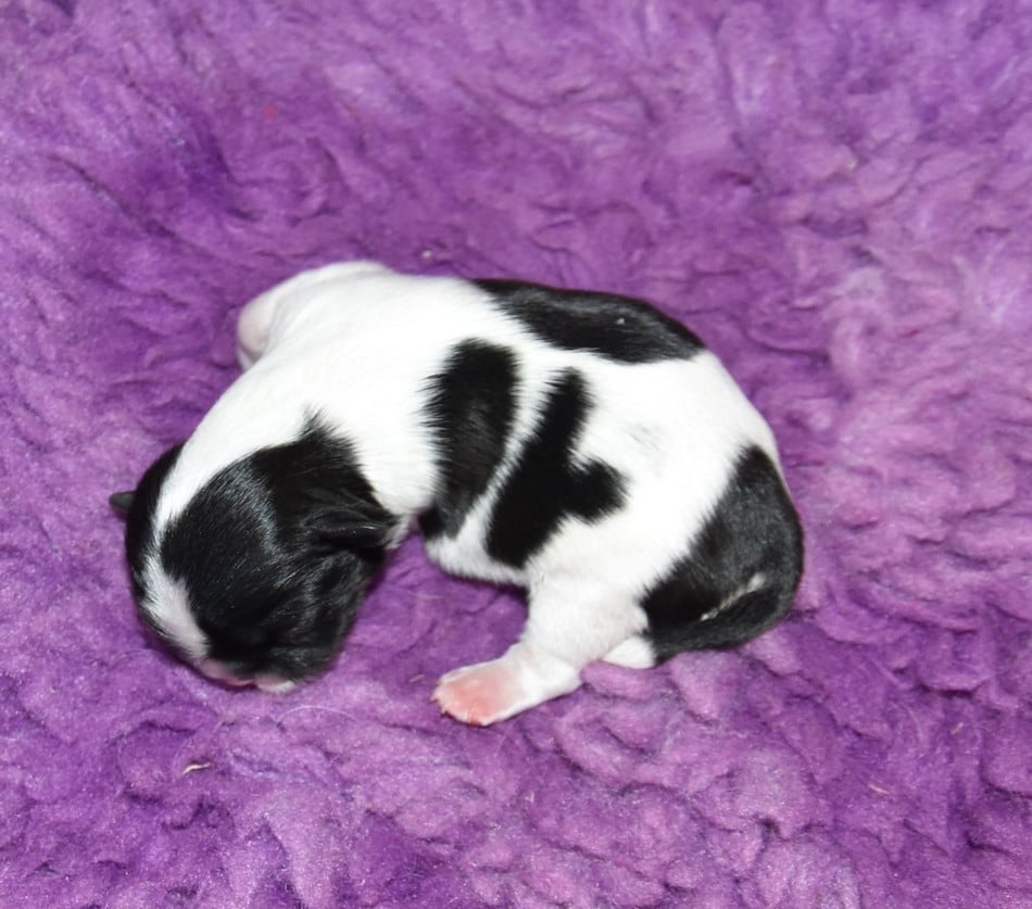 CHIOT 3 A...... de la maison du ryez