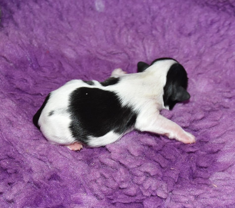 CHIOT 3 A...... de la maison du ryez