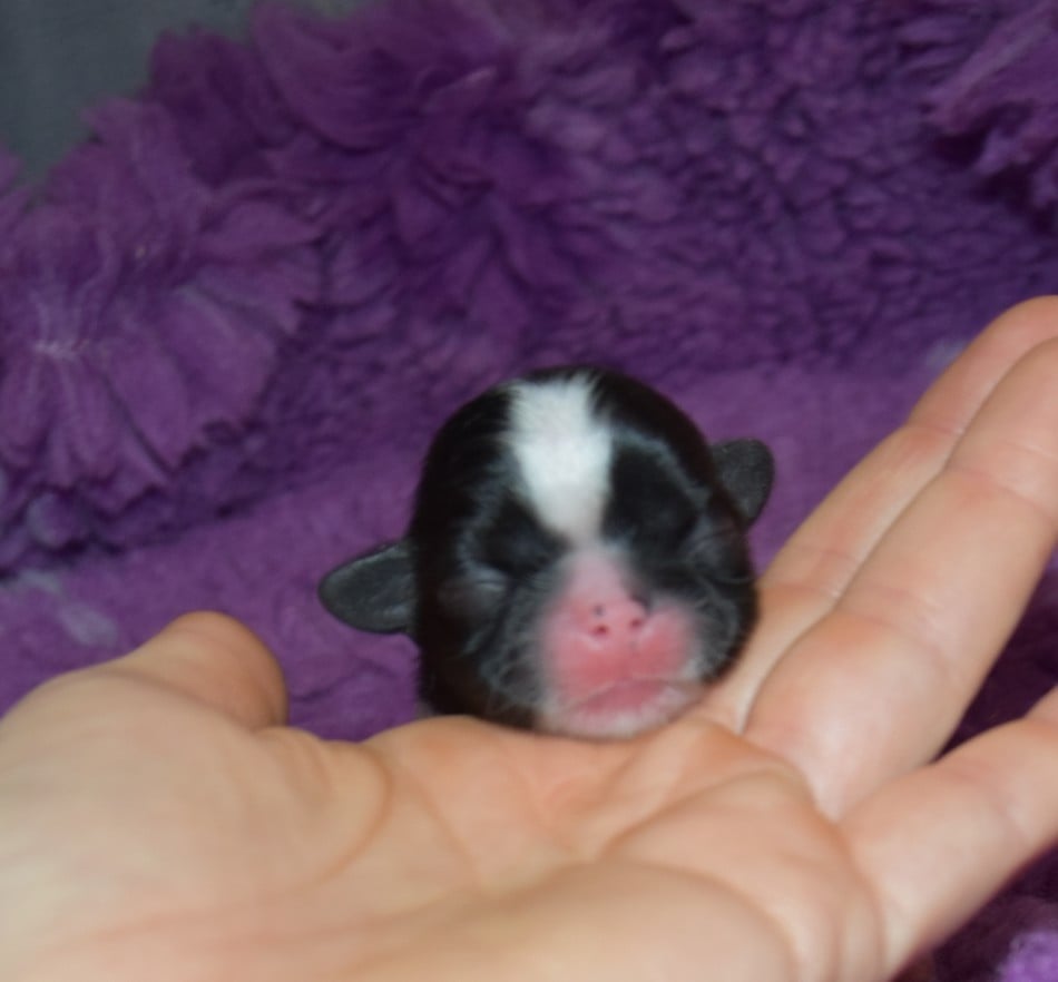 CHIOT 3 A...... de la maison du ryez