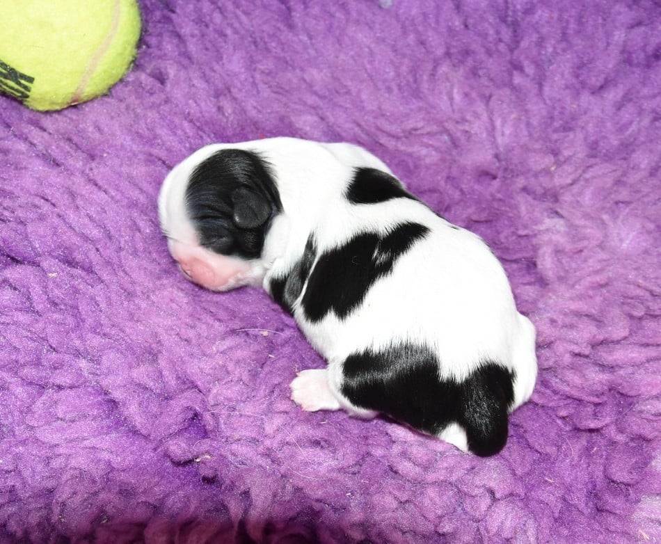 CHIOT 4 A............ de la maison du ryez