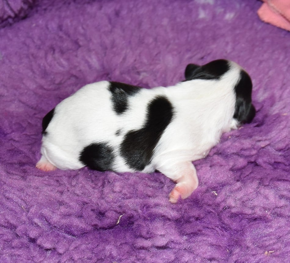 CHIOT 4 A............ de la maison du ryez