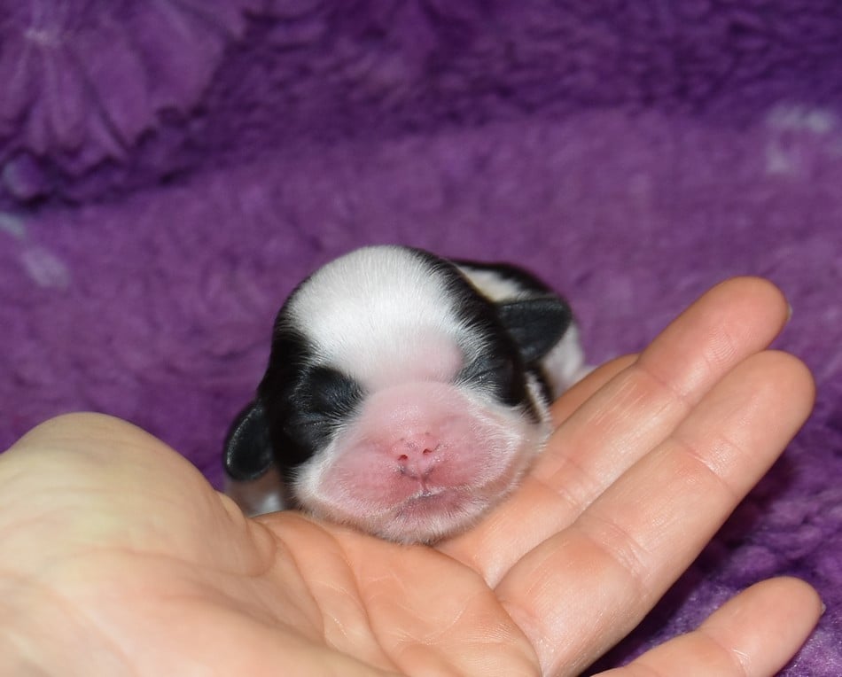 CHIOT 4 A............ de la maison du ryez