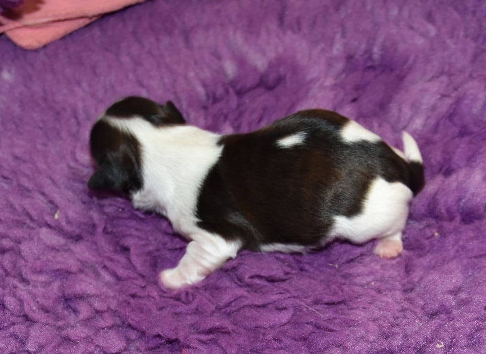 CHIOT 5 A............ de la maison du ryez