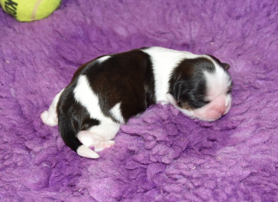 CHIOT 5 A............ de la maison du ryez