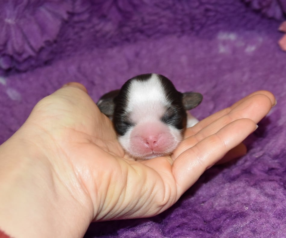 CHIOT 5 A............ de la maison du ryez