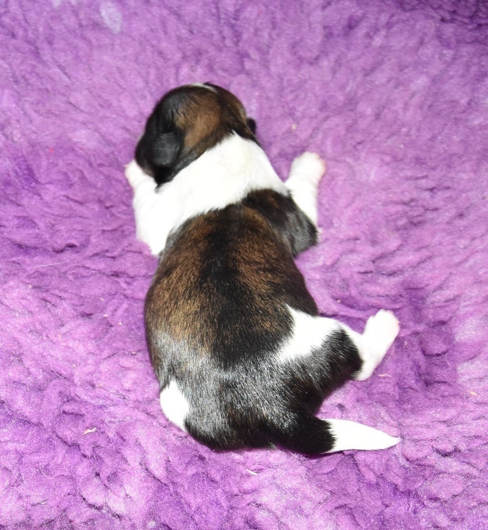 CHIOT 6 A............ de la maison du ryez