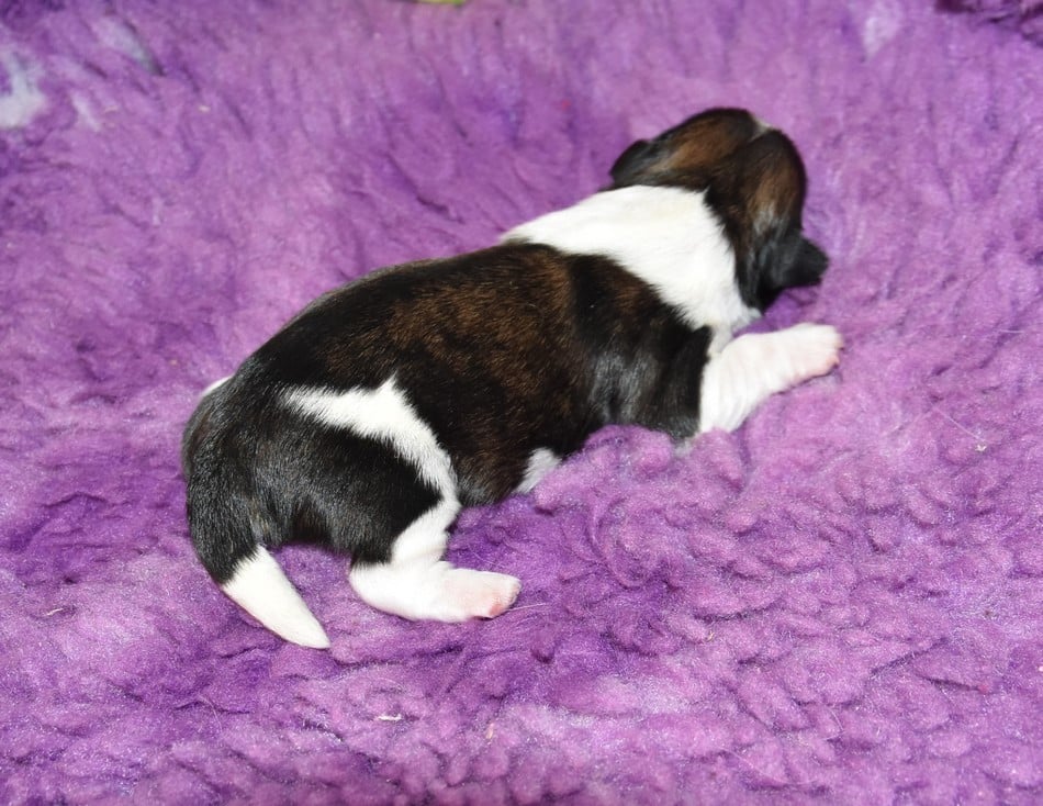 CHIOT 6 A............ de la maison du ryez