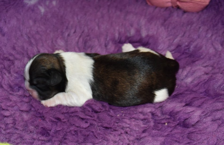 CHIOT 6 A............ de la maison du ryez