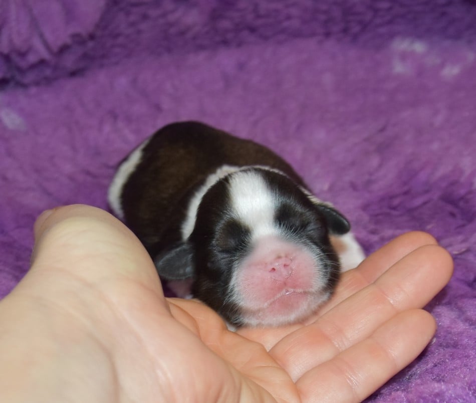 CHIOT 6 A............ de la maison du ryez