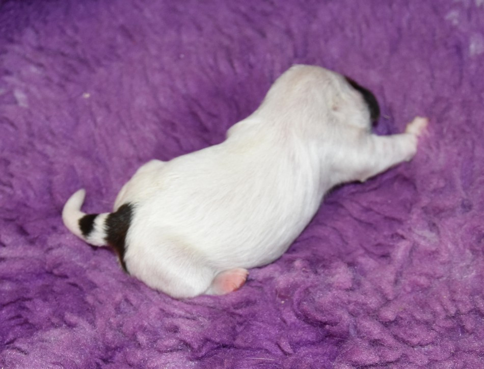 CHIOT 2 A........... de la maison du ryez