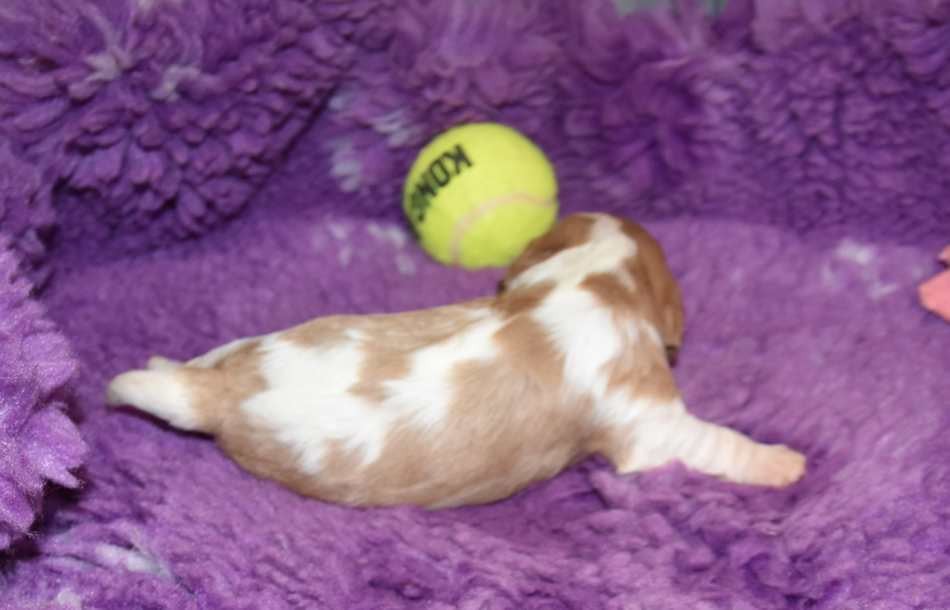 CHIOT 1 A............ de la maison du ryez