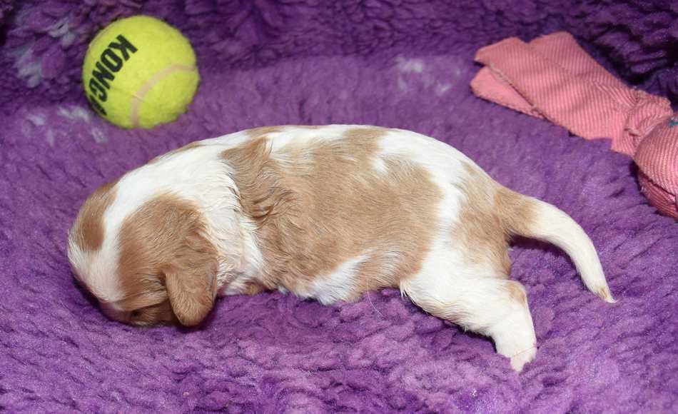 CHIOT 1 A............ de la maison du ryez