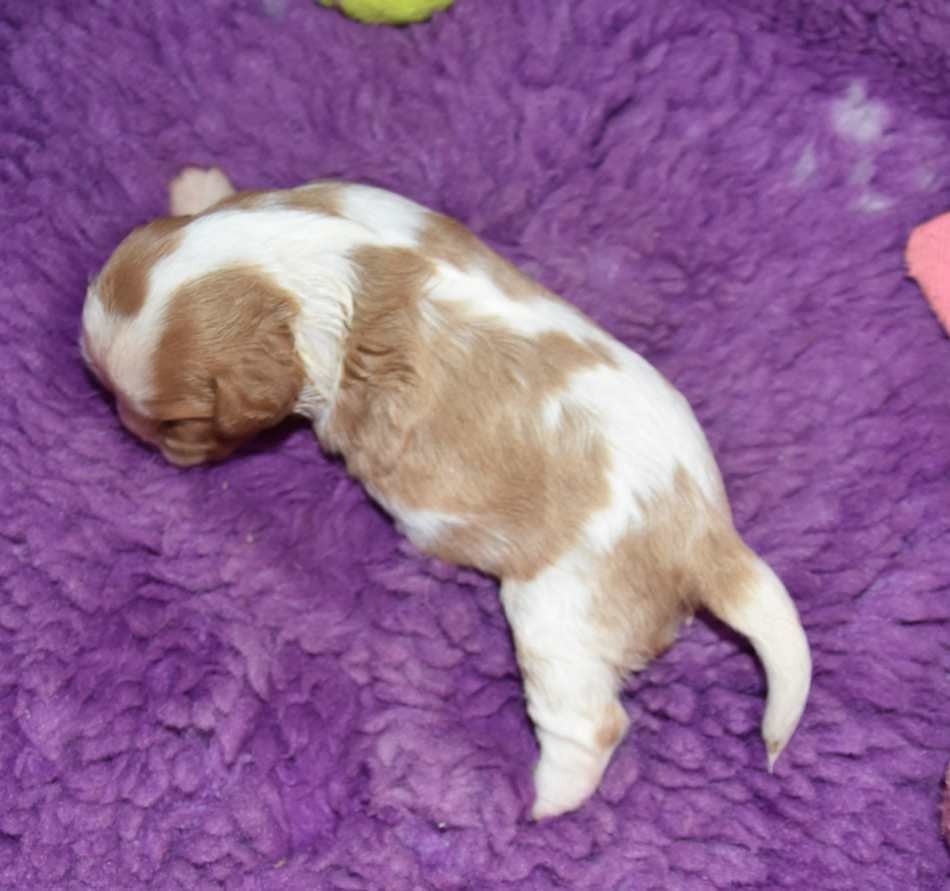 CHIOT 1 A............ de la maison du ryez