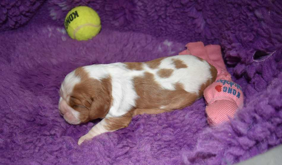 CHIOT 3 A...... de la maison du ryez