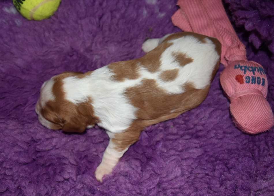 CHIOT 3 A...... de la maison du ryez