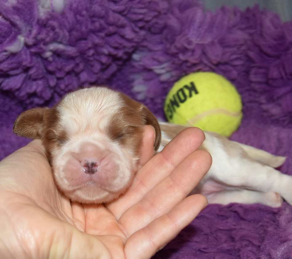 CHIOT 4 A............ de la maison du ryez