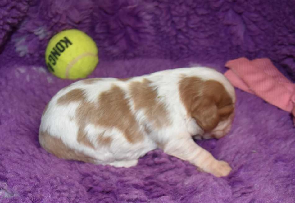 CHIOT 4 A............ de la maison du ryez