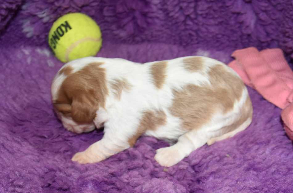 CHIOT 4 A............ de la maison du ryez