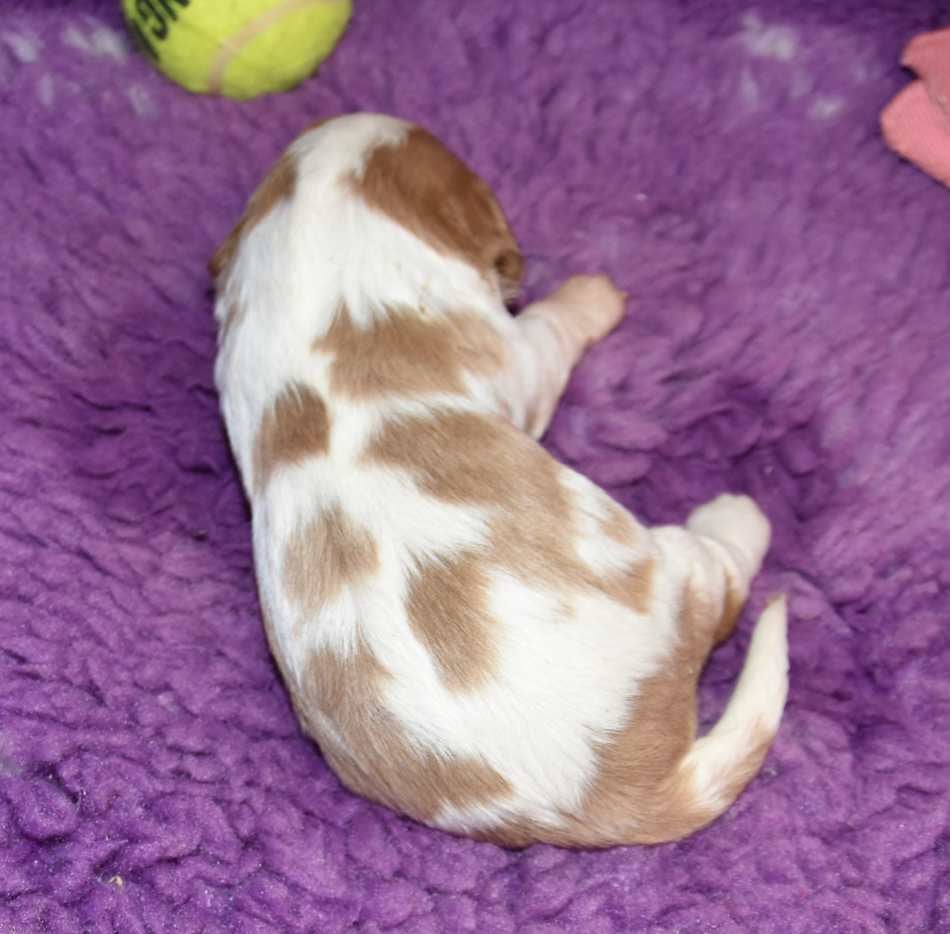 CHIOT 4 A............ de la maison du ryez