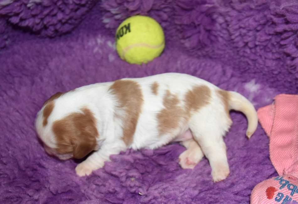 CHIOT 5 A............ de la maison du ryez