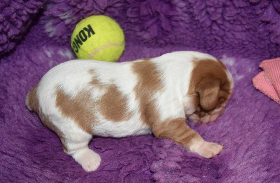 CHIOT 5 A............ de la maison du ryez