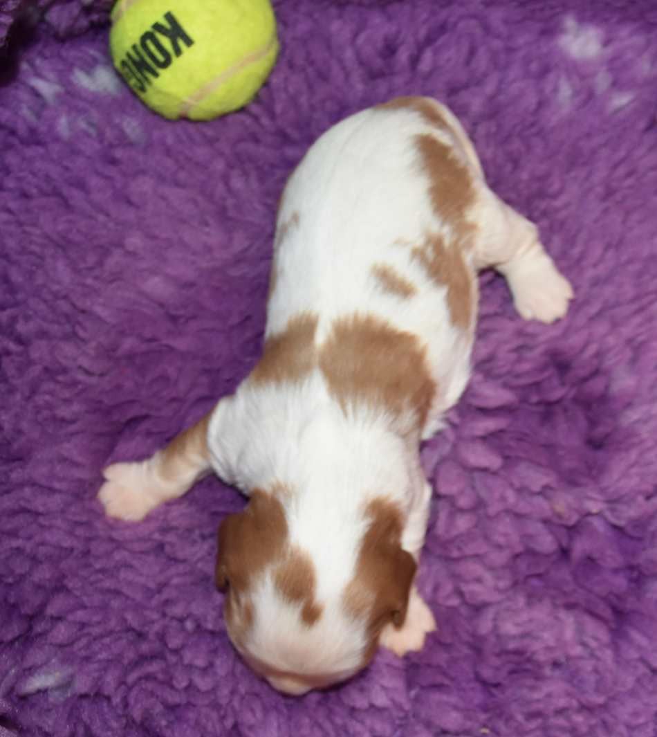 CHIOT 5 A............ de la maison du ryez