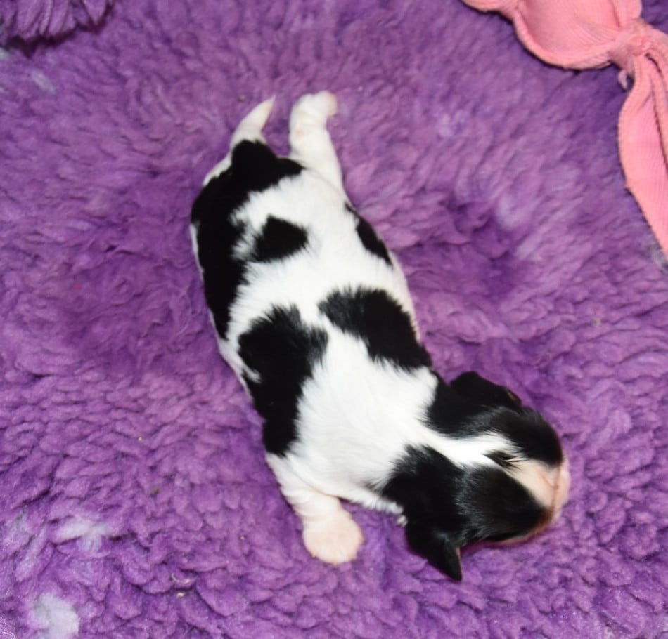 CHIOT 3 A................ de la maison du ryez