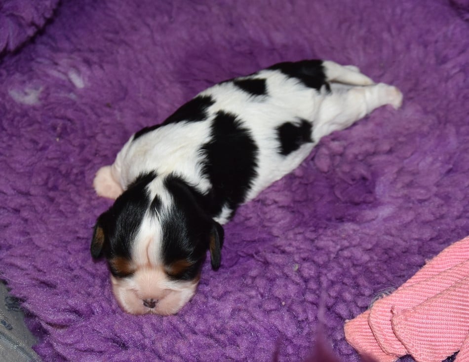 CHIOT 3 A................ de la maison du ryez