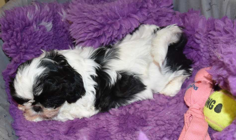 CHIOT 1 A................ de la maison du ryez