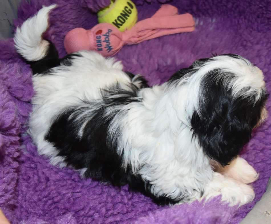 CHIOT 1 A................ de la maison du ryez