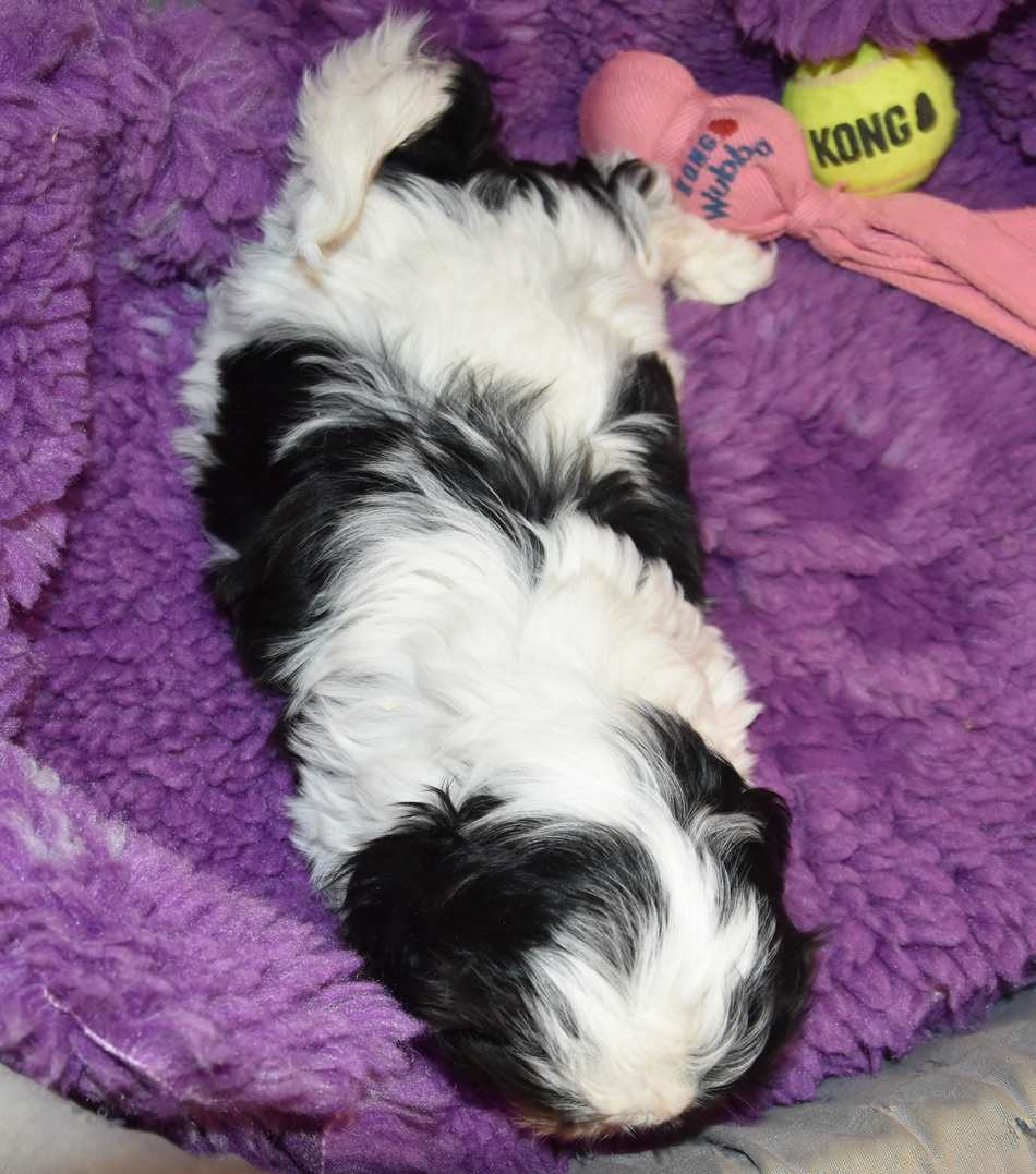 CHIOT 1 A................ de la maison du ryez