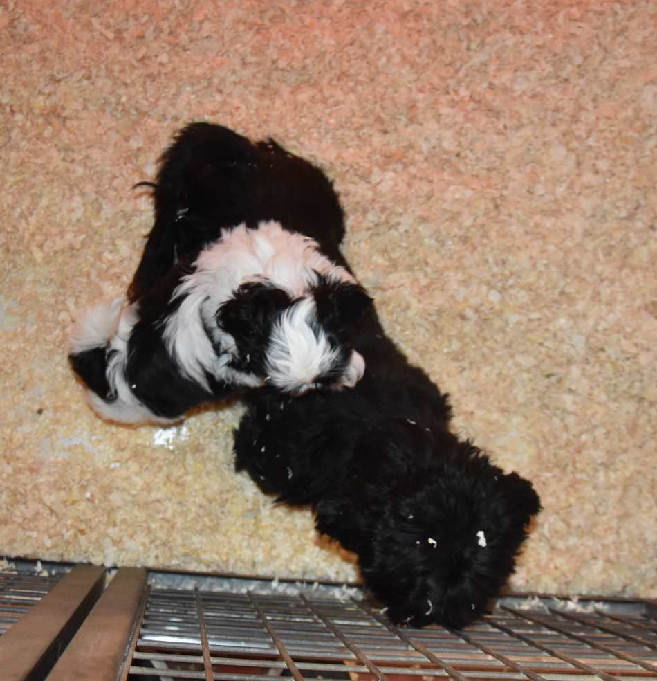 CHIOT 1 A................ de la maison du ryez