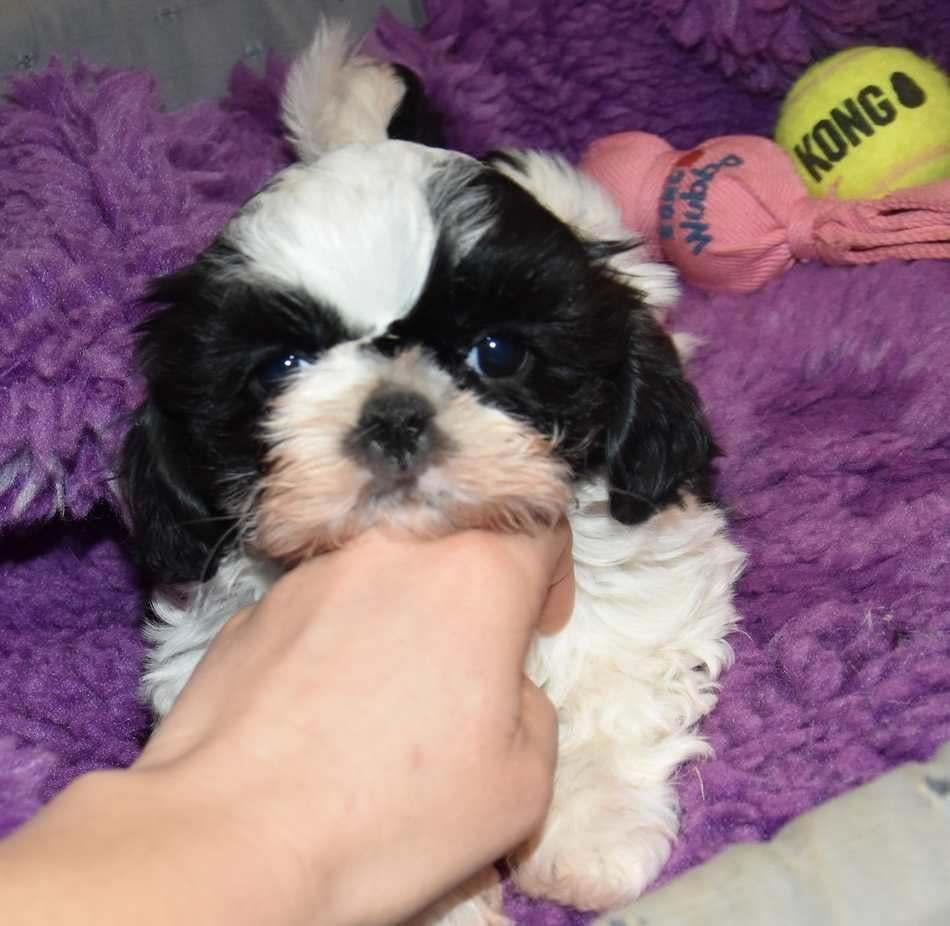 CHIOT 1 A................ de la maison du ryez