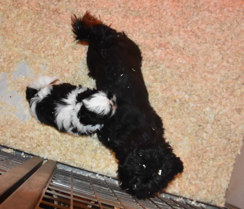 CHIOT 1 A................ de la maison du ryez