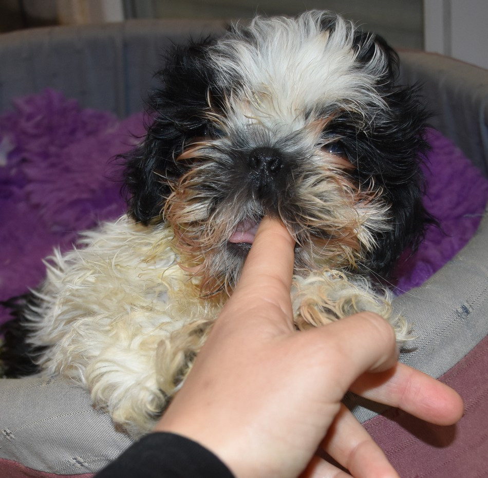 CHIOT 1 A............ de la maison du ryez