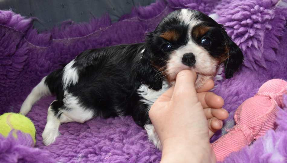 Cavalier King Charles Spaniel - de la maison du ryez