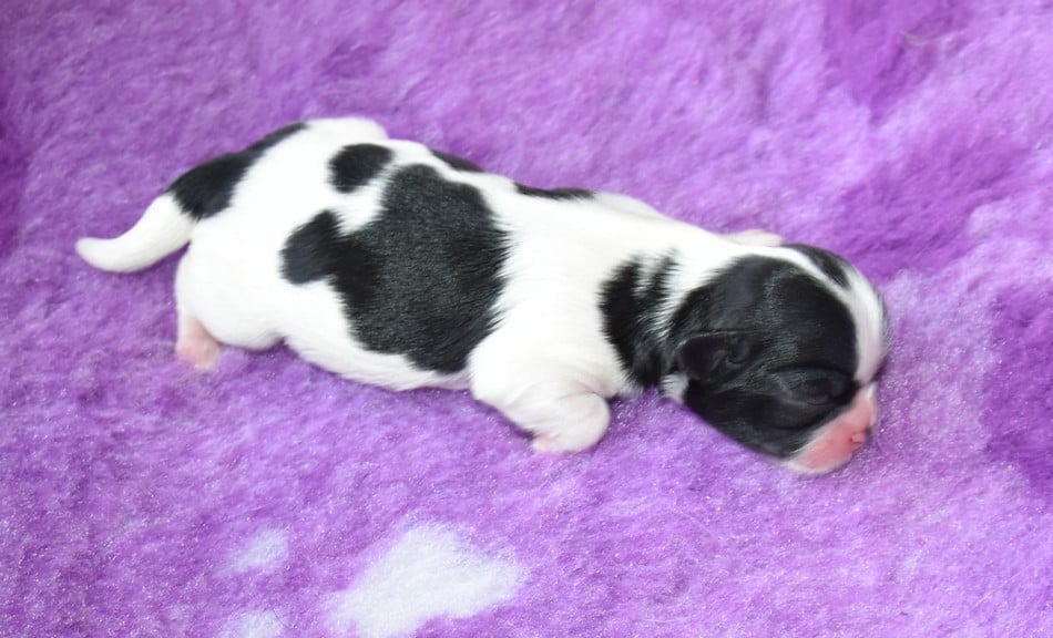 Shih Tzu - de la maison du ryez