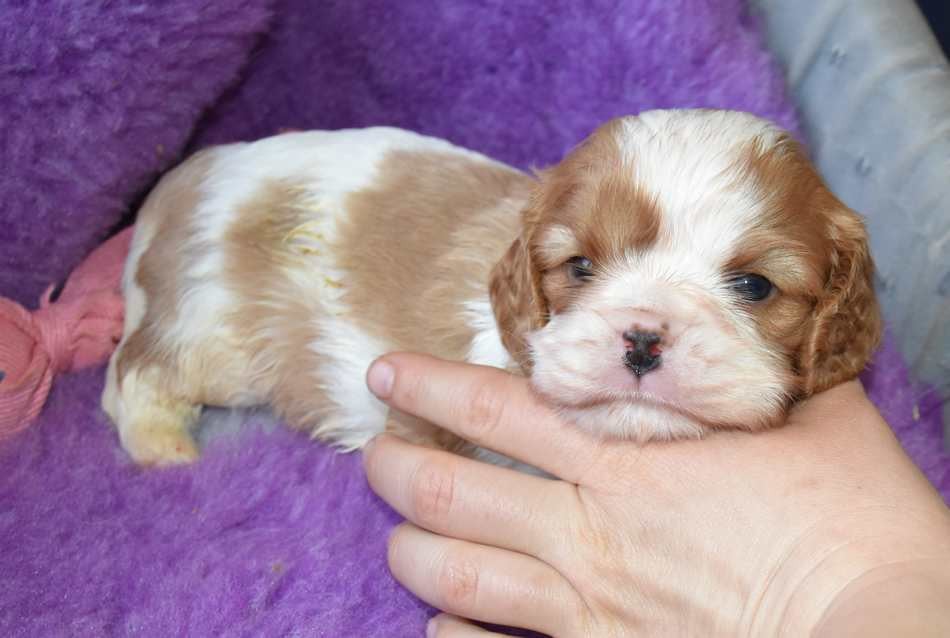 Cavalier King Charles Spaniel - de la maison du ryez