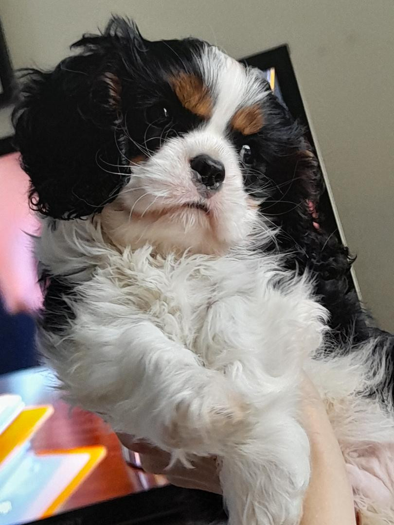 CE CHIOT EST VENDU - Cavalier King Charles Spaniel